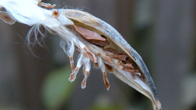 Seeds, /Asclepias incarnata/, Swamp Milkweed, NYC-local ecotype