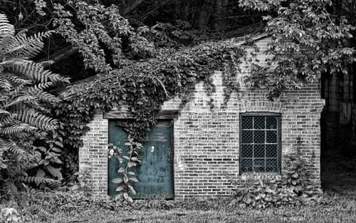 brick overgrown shed ivy martinsburg