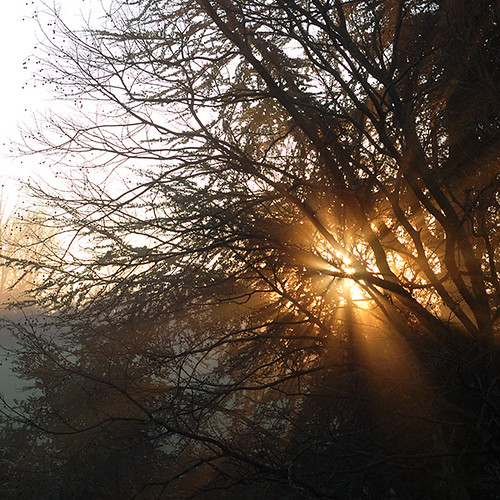 trees fog alberi sunrise dawn alba branches earlymorning silouette sole nebbia rami tonyinthecountry