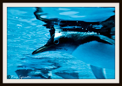 Penguin in Dubai Aquarium
