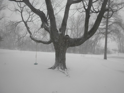 winter usa snow storm tree minnesota swing