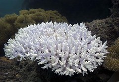 珊瑚白化。（來源：Jan Messersmith）