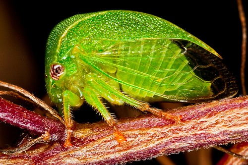 insect hemiptera membracidae