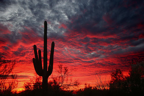 arizona usa saguaro superstitionmountains lostdutchmanstatepark