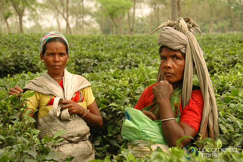 woman india tea teaplantation westbengal dpn teapicker