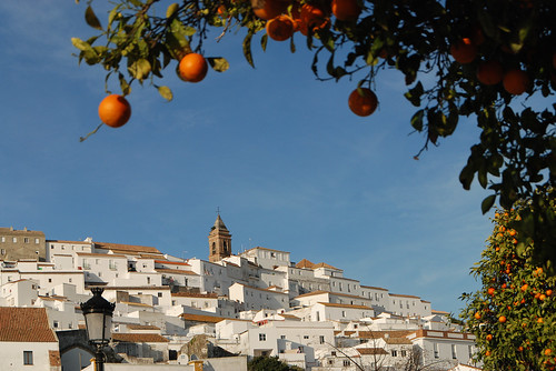 street trees houses white church lamp town spain village view andalucia oranges alcaladolosgazules