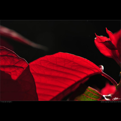 red leaf nikon stop foglia rosso indianajones redlights homeshots lucerossa d700 nonsonoglianniamoresonoichilometri guidoranieridare