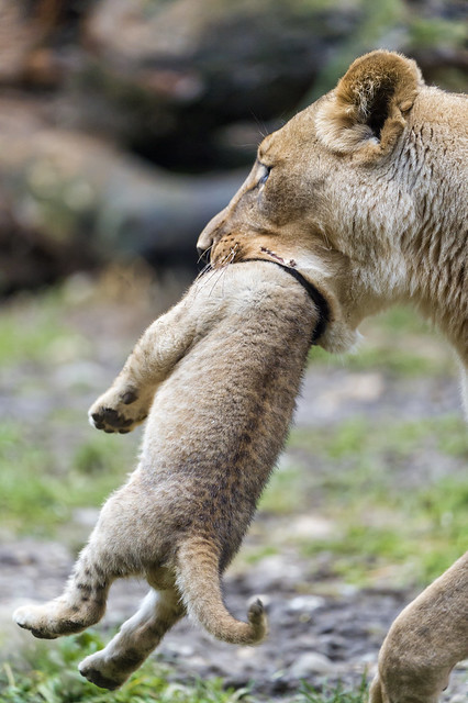 Lioness transporting her cub