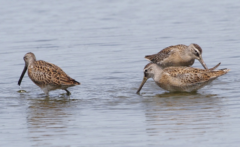 Photograph titled 'Short-billed Dowitcher'