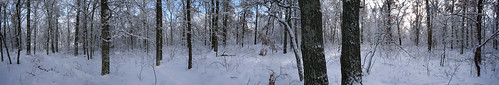 park winter panorama snow minnesota forest crowwingstatepark