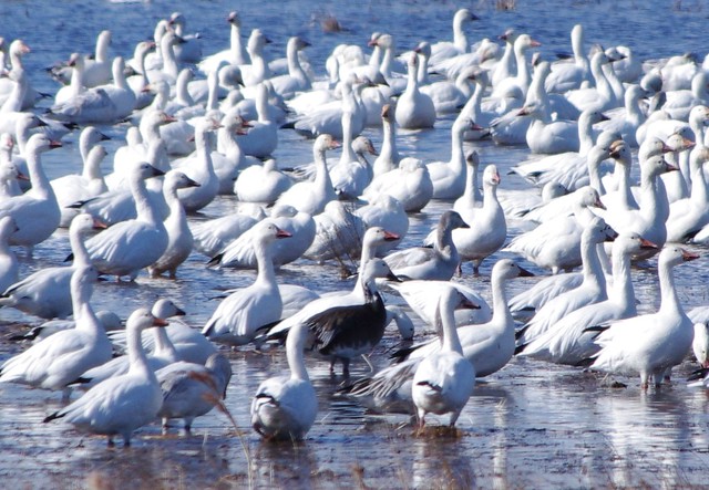 Snow Geese congregate on the water at False Cape State Park! Don't forget your camera!