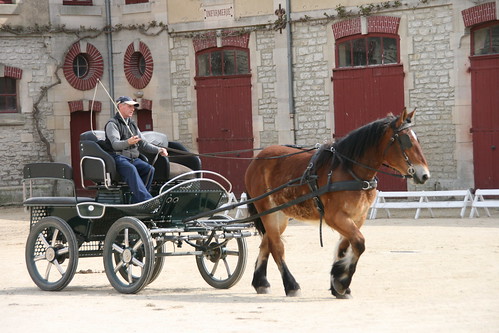 horses horse cheval driving carriage 300views 300 each equine chevaux drafthorse ceffylau trait champagneardenne eich heavyhorse attelage capall over300views trekpaard chevaldetrait equinephotography ardennais zugpferd capaill kezeg equinephotographer attelages montierender harasnational traitardennais harasnationaldemontier