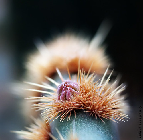 cactus flower macro nature closeup butterfly garden wonder botanical lumix 50mm asahi pentax montreal sharp panasonic tropical g1 bud spikes marianna armata sdof mariannaarmata