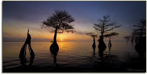 landscapes sunrises 1022mm professionalphotographer baldcypresstrees floridaimages photoworkshops phototours bluecypresslake phototourguide jmwnaturesimagescom