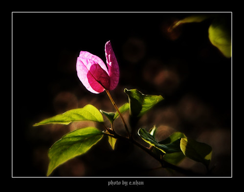 pink flowers light black flower art nature closeup landscape spring colours dof bokeh arts backlighting enhan