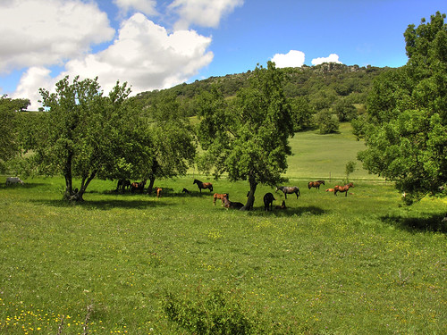 naturaleza verde caballos andalucia pasto hierba subbetica pastando mygearandme