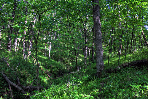 trees green forest river woods stream hdr