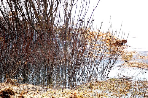 winter snow reflection landscape pond upstatenewyork newyorkstate elkcreek schenevus edbrodzinsky