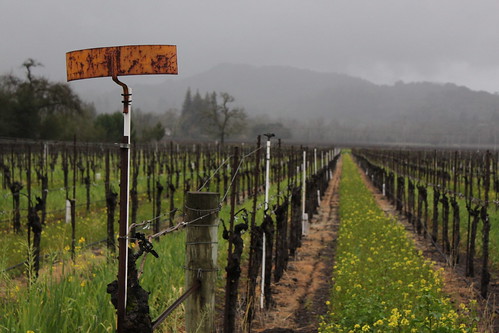 california cloud mist mountain sign rural canon landscape vineyard spring vines rusty row grapes agriculture cultivation winecountry alexandervalley t1i
