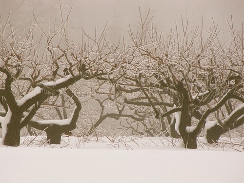 winter snow storm weather fog rural country orchard icestorm icy icefog wintersunrise badweather winterstorm winterweather wintermorning ruralamerica coldmorning fruitorchard fruitfarm snowfog icecovered icecoated icecoveredtrees