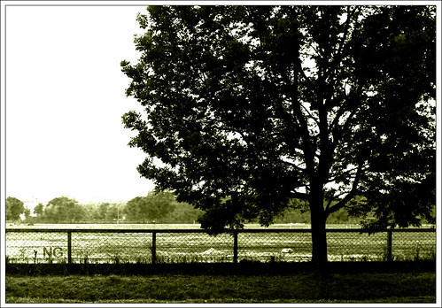 trees winter blackandwhite tree green nature monochrome silhouette photoshop canon campus landscape photography evening framed bnw 52 digitalphotography 500d iitkharagpur iitkgp 2011 kgp 52weeks kharagpur project52 rebelt1i kissx3