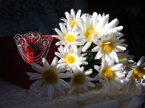 county flowers light stilllife sunlight white yellow daisies md pin day natural box brooch maryland jewelry valentine daisy valentines cumberland available allegany javcon117 frostphotos art435