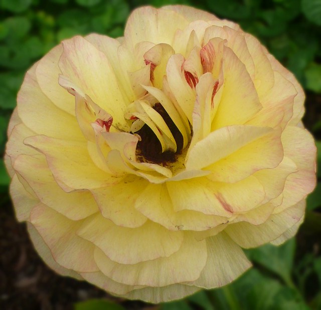 Pale Yellow Ranunculus | Flickr - Photo Sharing!