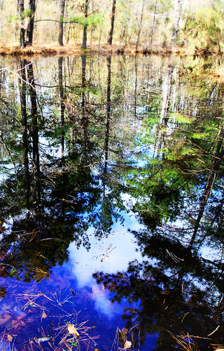 reflection pond montgomerycounty romanforest