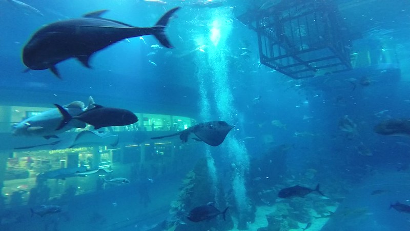 Dubai Mall Aquarium scuba dive