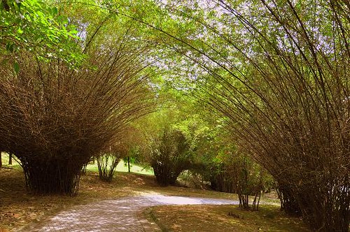 bamboo 竹 bukitjalil