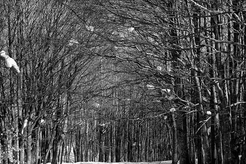 winter bw tree nature forest landscape outdoor tuscany toscana inverno montagna paesaggio dlux4