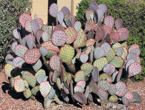 arizona cactus nature tucson landscaping xeriscape pricklypear sculptural