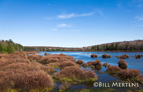 statepark lake water canon pennsylvania bog sphagnum blackmoshannon billmertens
