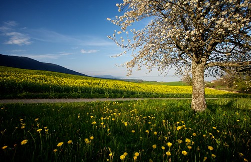 suisse provence printemps paysages ©timduchosal