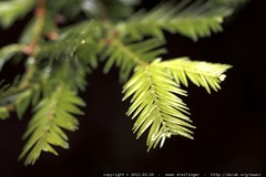 sequoia sempervirens leaves 