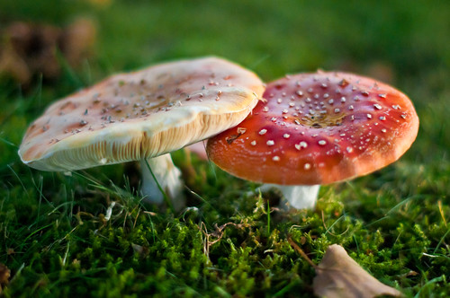 red brown white cute green nature mushroom grass digital forest germany geotagged leaf moss nikon europe soft dof bokeh outdoor availablelight lawn amanita lightroom flyagaric d300 muscaria christiansenger:year=2011