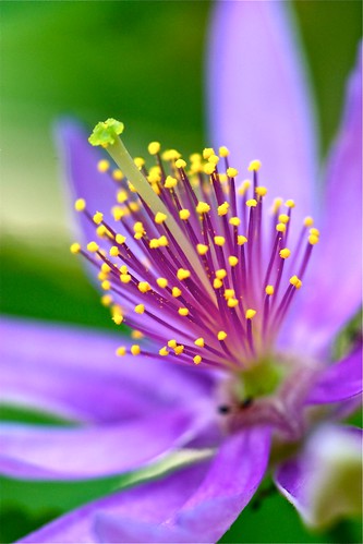 flower macro nature closeup canon eos crown 100 pollen ef 28l 450d