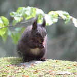Squirrel in the Black Forest