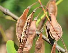 Coarser texture, foliage only pinnately compound
Leaflets are oval, larger, and have more blue 
tint
Thorns on trunk and branches
Hanging seed pods remain longer