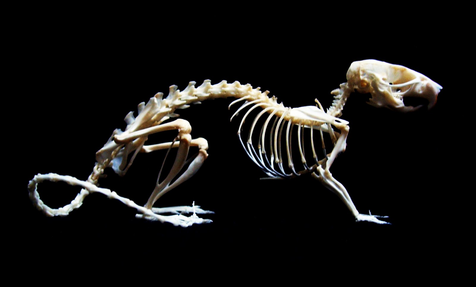 Крыса-скелет