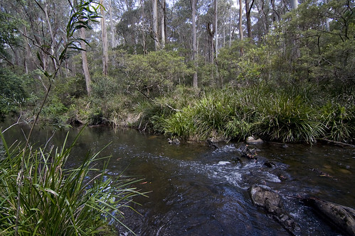 water forest australia nsw canon40d monganationalpark tokina1116f28atxprodx