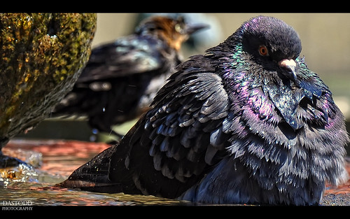 wild bird animal costarica pigeon