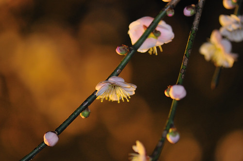 flower blossom nightview flowertree droopingplum