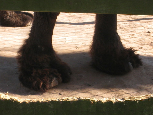 Camel toes