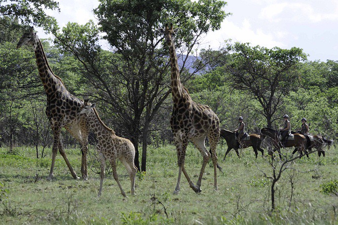 Enjoy An Adrenaline Rush with Myriad Safari Options