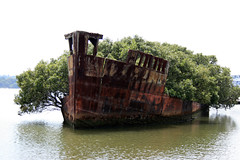 Homebush Bay shipwreck