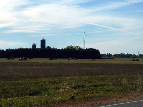 trees sky tree windmill animals wisconsin clouds barn rural cow cattle cows farm country farming bluesky silo ag greenery agriculture wi farmanimals agricultural holstein countrylife centralwisconsin milladore milladorewi
