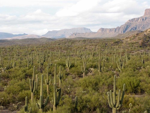arizona usa mountains cacti landscapes flickr desert unitedstatesofamerica gps 2010 paloverdetree panoramio saguarocactuscarnegieagigantea
