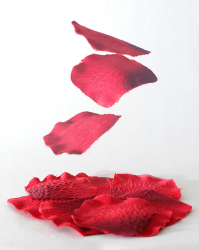 red rose movement soft silk petal strobist ourdailychallenge