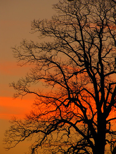 sunset tree silhouette northcarolina blueridgeparkway westernnorthcarolina southernappalachians ccbyncsa moseshconememorialpark canonpowershotsx10is